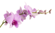 Flowers-orchidej-050