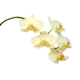 Flowers-orchidej-052