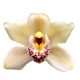 Flowers-orchidej-003