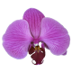 Flowers-orchidej-005