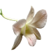 Flowers-orchidej-011