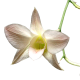 Flowers-orchidej-012